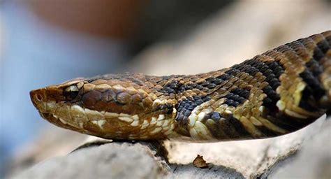 Snake Bites: Types, Symptoms, and Treatments