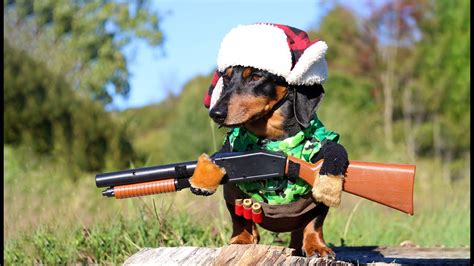 Oakley the Dachshund Goes DUCK HUNTING - (Cute Dog Hunting Costume ...