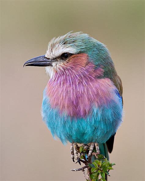 Pretty pastel colored fluffy bird Lilac-Breasted... - aesthetikitten