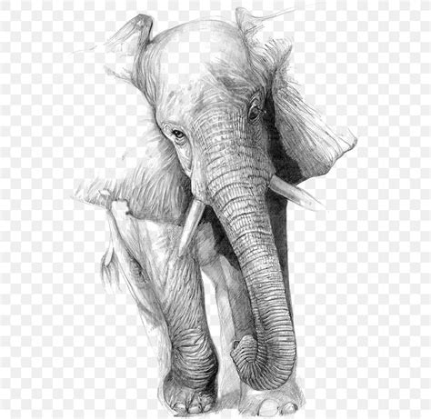 Drawing Elephant Art Pencil Sketch, PNG, 564x798px, Drawing, African ...