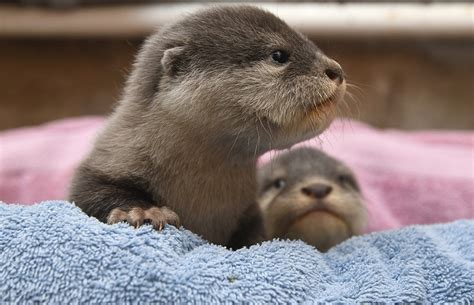 You Otter See This