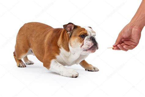 Training an English Bulldog — Stock Photo © adogslifephoto #10970472