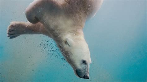 Polar bear swimming underwater | Windows Spotlight Images