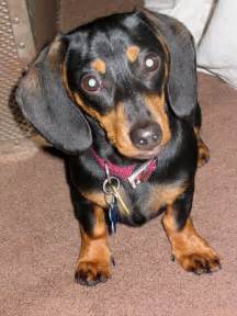 File:Mini Dachshund.jpg - Wikipedia