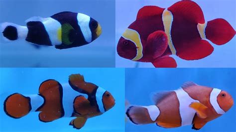 Twelve Types of Clown Fish - YouTube