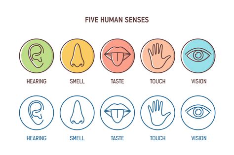 Five human senses | Outline Icons ~ Creative Market