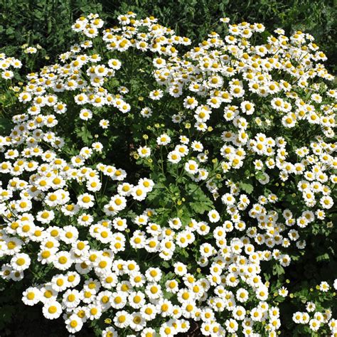 Feverfew Plant | Tanacetum parthenium | Buy Online