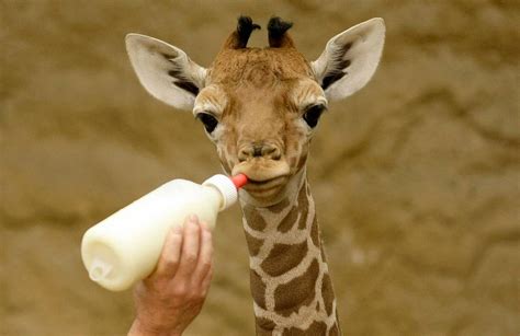 Amazing Animals Pictures: Lovely, tender and cute: The Baby Giraffe (Giraffa camelopardalis) (10 ...