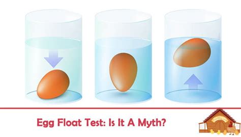 Egg Float Test: Is it a Myth? - The Happy Chicken Coop