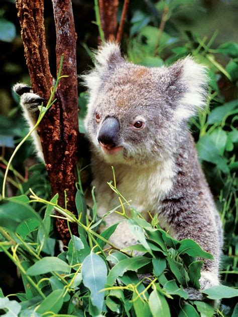 6 Unique Animals of Australia | EF Go Ahead Tours