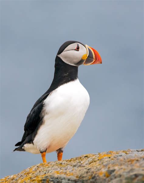 15 best Atlantic Puffins, 2016, Newfoundland images on Pinterest | Newfoundland, Newfoundland ...