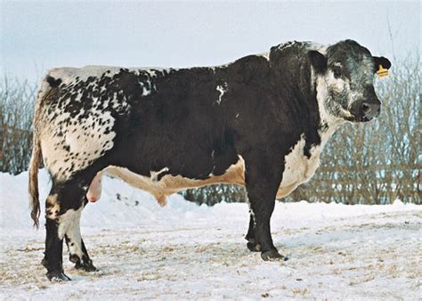 How to Identify Speckle Park Cattle: 4 Steps (with Pictures)