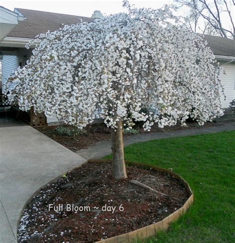 Dwarf Weeping Cherry Tree