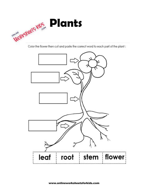 Plants Worksheets 1