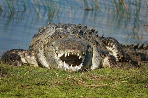 Huge 14-ft. Crocodile Dubbed 'Croczilla' Could Be the Biggest in Everglades - Newsweek