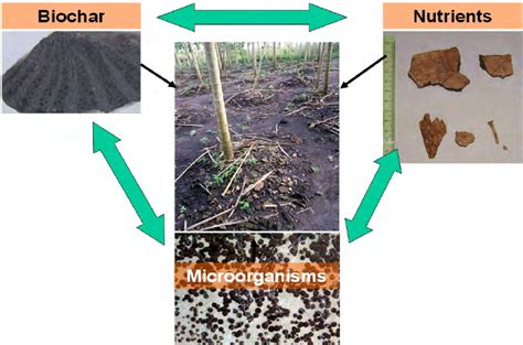 Principles of terra preta formation and soil biochar interaction. | Download Scientific Diagram