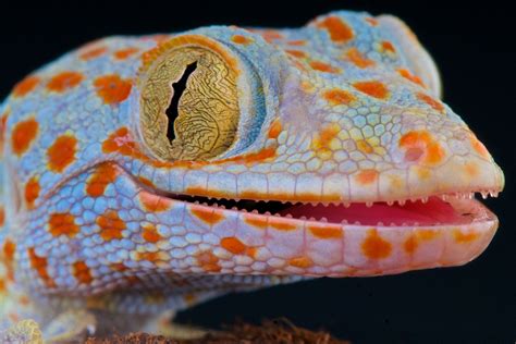 The tokay gecko is a masterclass in tail shedding - Australian Geographic