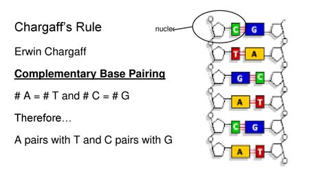 Nucleic Acids. - ppt download