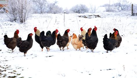 3 Winter Tips for First-Time Chicken Owners - Hobby Farms