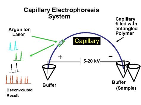 Advanced Topics in STR DNA Analysis Capillary Electrophoresis