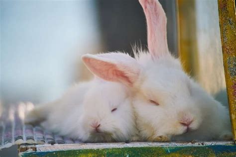 Why Do Rabbits Eat Their Babies? 4 Ways To Stop - PetCosset