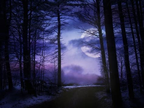 Moonlit Forest Free Stock Photo - Public Domain Pictures