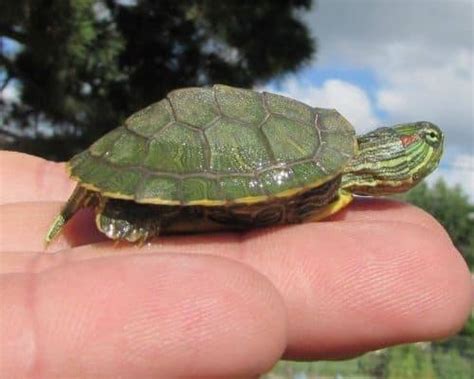 Baby Turtle Care (with Video Guide) - All Turtles