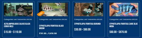 Lake Tanganyika Cichlids For Sale | African Cichlids Lake Tanganyika