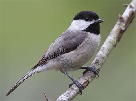 Popular Backyard Birds of Mississippi (With Pictures) - Birdwatching Tips