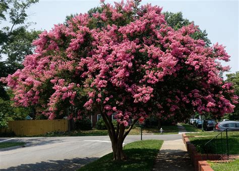 Lagerstroemia 'Sioux' Crepe Myrtle - Hello Hello Plants