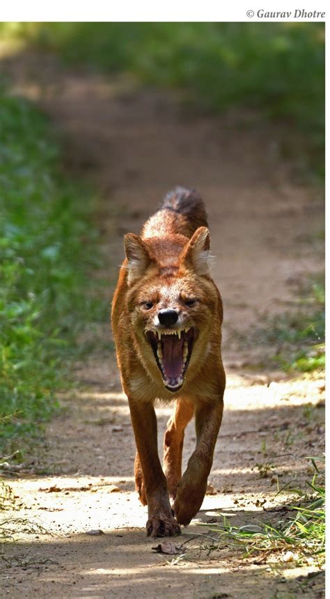 Wild Dogs In India | Asiatic Wild Dog | Dholes