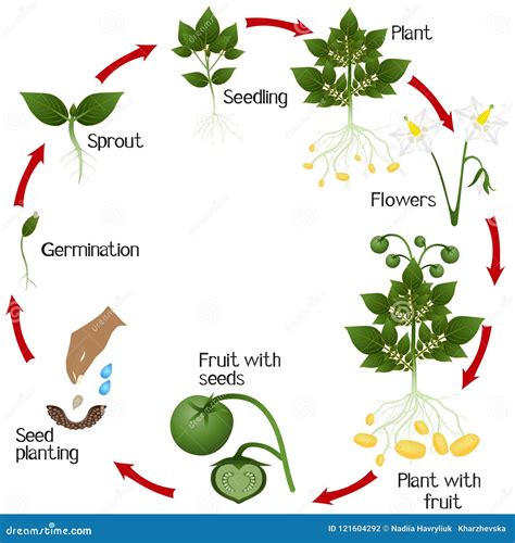 A Growth Cycle of Potato Growing from Seeds, on a White Background. Stock Vector - Illustration ...