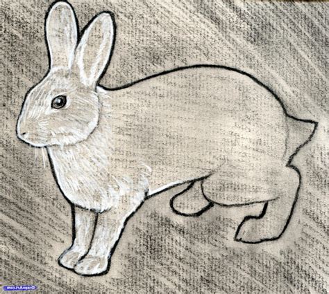 Rabbit Pencil Drawing at GetDrawings | Free download