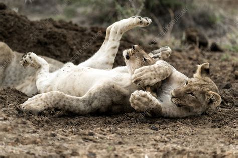 Lion cubs playing - Stock Image - F033/8209 - Science Photo Library