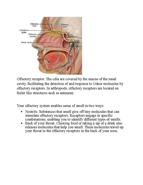 Structure of Olfactory receptors - Olfactory receptor. The cilia are covered by the mucus of the ...