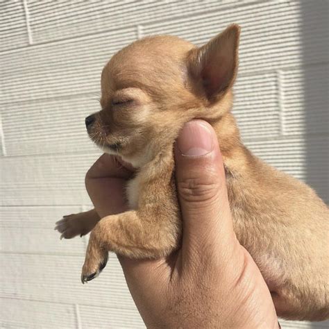 Adorable tiny chihuahua : r/aww