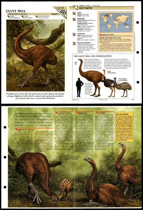 Giant Moa #26 Extinct Wildlife Fact File Fold-Out Card