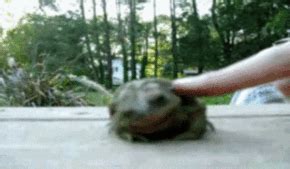 Pretty Gifs: Petting a toad