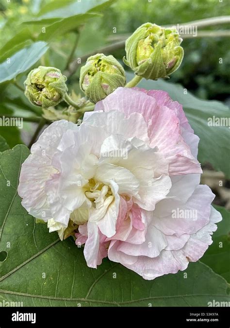 A single flower blossom of the Confederate Rose tree Stock Photo - Alamy