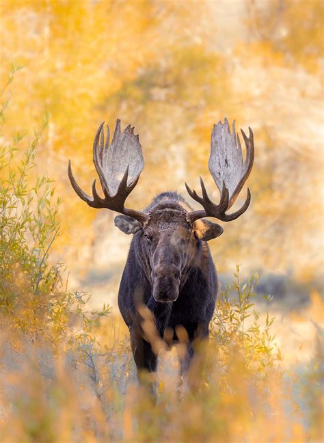 Free talk: Wildlife Photography in Greater Yellowstone Ecosystem