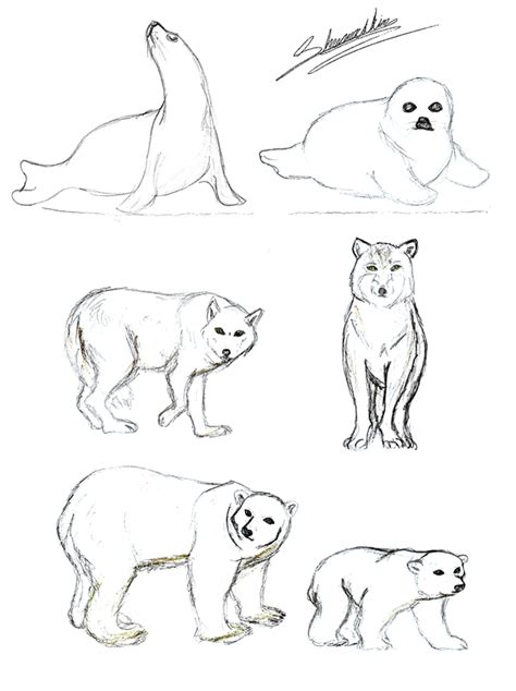 Tundra Animals Drawing at GetDrawings | Free download