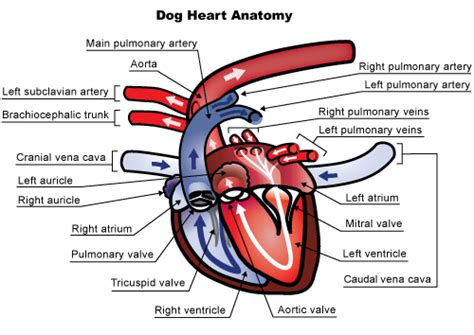 Knowing Heart Murmurs in Dogs