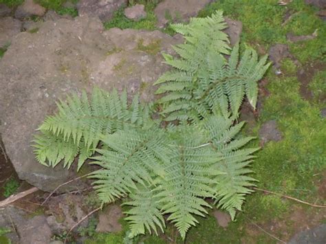 male fern (Plants - Wild Latitudes Iceland Tour) · BioDiversity4All