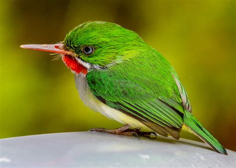 Bird of the Week: Puerto Rican Tody - Distracted Birder