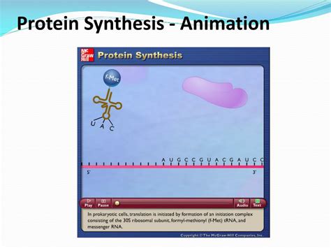 PPT - Transcription & Translation PowerPoint Presentation, free download - ID:3069503