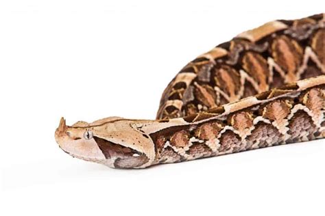 Gaboon Viper: The Complete Guide With Pictures and Facts - Embora Pets