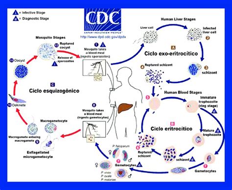 the malaria parasite life cycle involves two hosts. during a blood... | Download Scientific Diagram