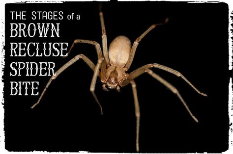 The Danger Of Spider Bites To Your Dog: Photos Of The Wolf Spider Bite My Dog Suffered | PetHelpful