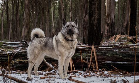 Norwegian Elkhound German Shepherd Mix