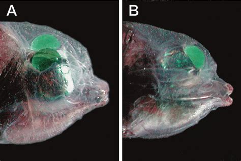 Barreleye Fish: Characteristics, types, reproduction and more...